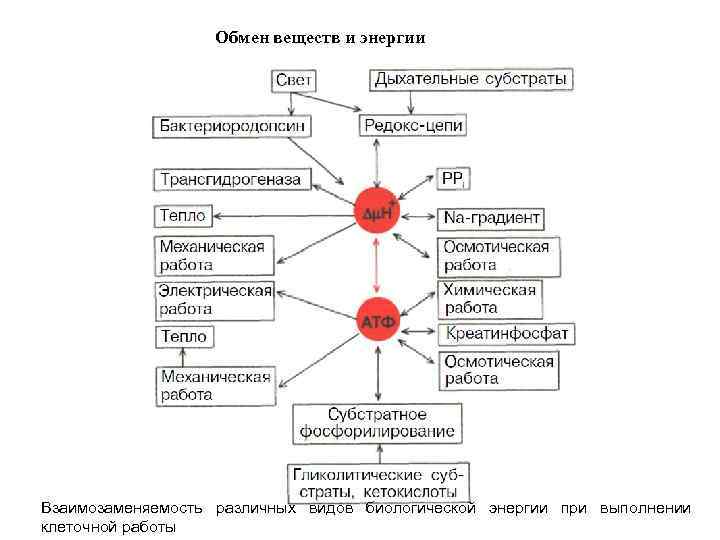  Обмен веществ и энергии Взаимозаменяемость различных видов биологической энергии при выполнении клеточной работы