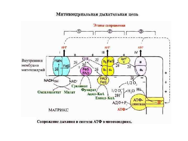 Митохондриальная дыхательная цепь 