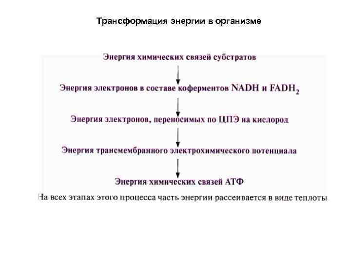 Трансформация энергии в организме 