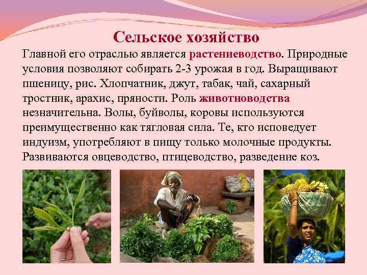     Сельское хозяйство Главной его отраслью является растениеводство. Природные условия позволяют