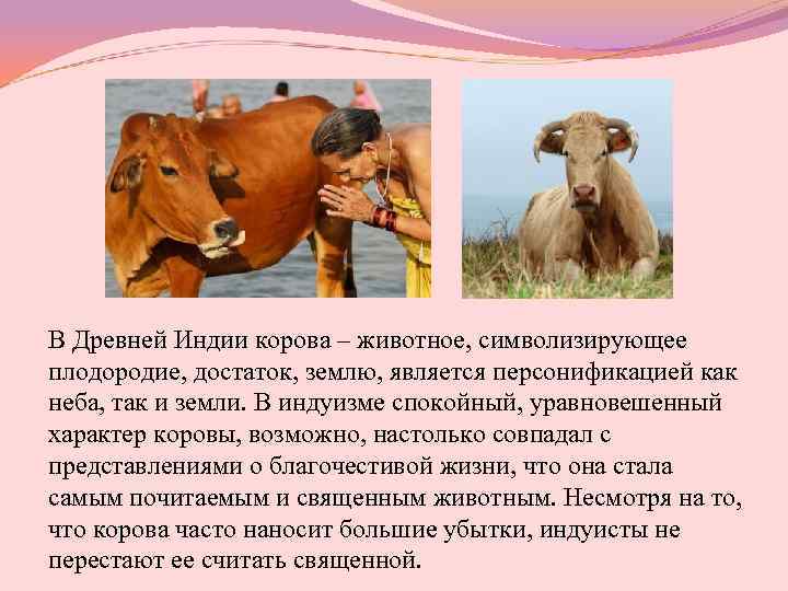 В Древней Индии корова – животное, символизирующее плодородие, достаток, землю, является персонификацией как неба,
