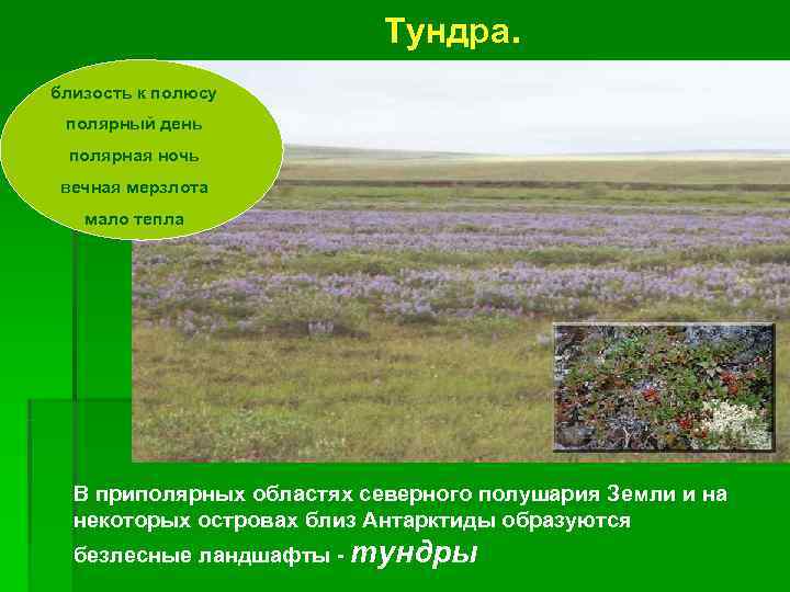       Тундра. близость к полюсу полярный день полярная ночь