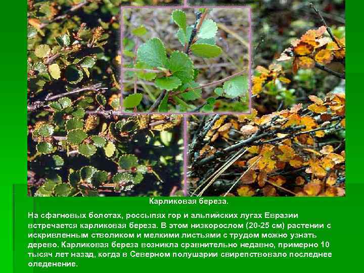       Карликовая береза. На сфагновых болотах, россыпях гор и