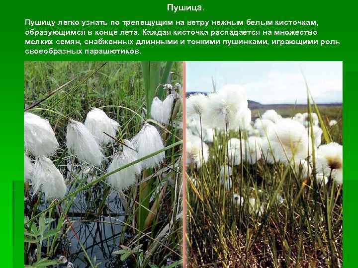       Пушица. Пушицу легко узнать по трепещущим на ветру