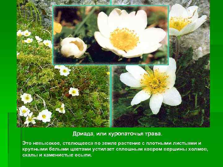    Дриада, или куропаточья трава. Это невысокое, стелющееся по земле растение с