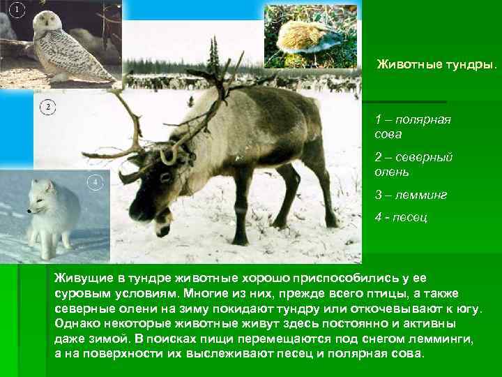      Животные тундры.     1 – полярная