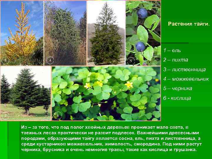       Растения тайги.     1 –