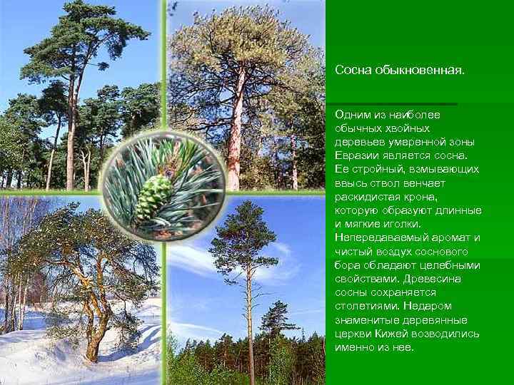 Сосна обыкновенная.  Одним из наиболее обычных хвойных деревьев умеренной зоны Евразии является сосна.