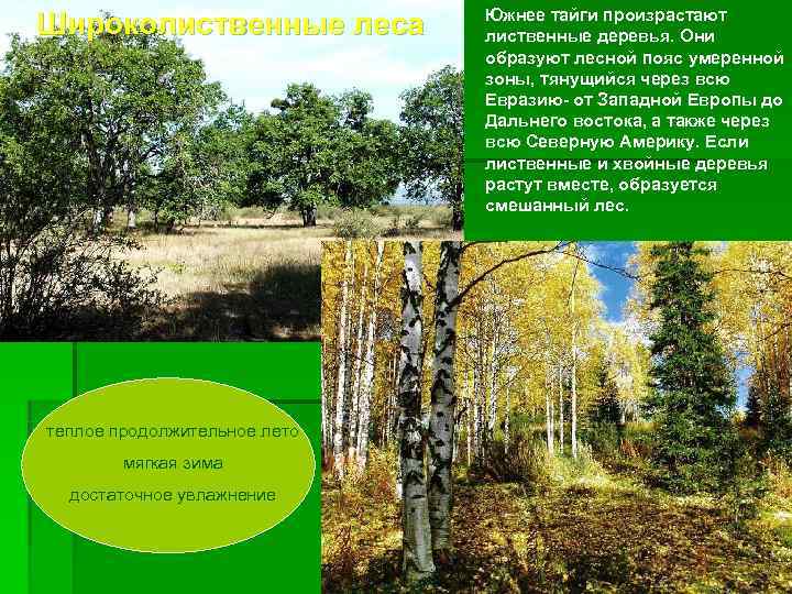      Южнее тайги произрастают Широколиственные леса   лиственные деревья.