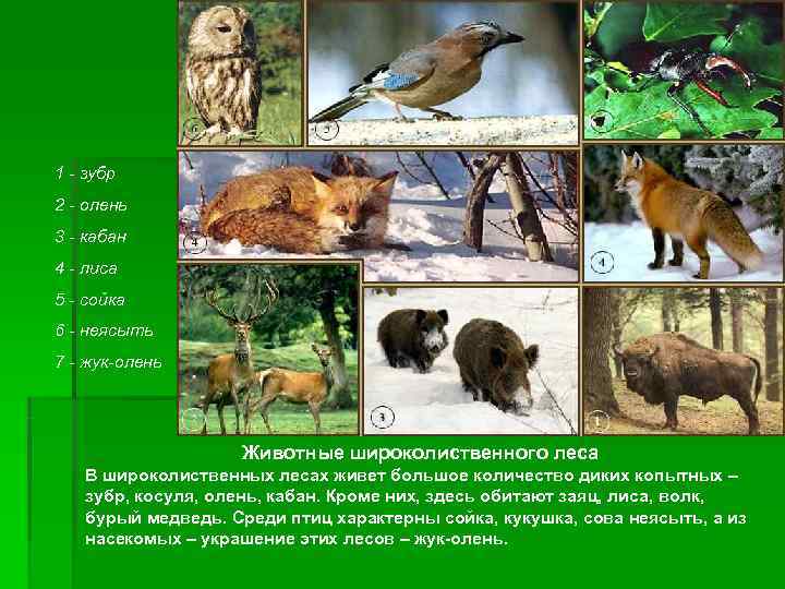 1 - зубр 2 - олень 3 - кабан 4 - лиса 5 -