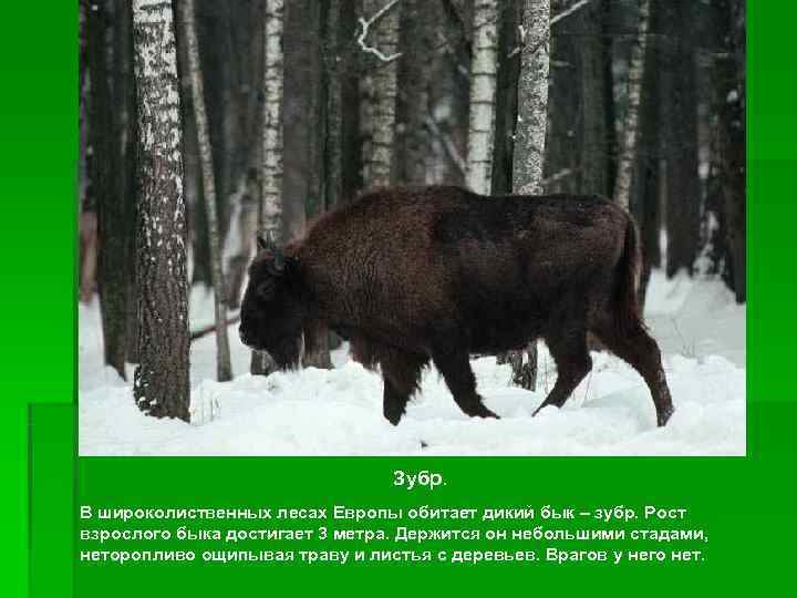       Зубр. В широколиственных лесах Европы обитает дикий бык