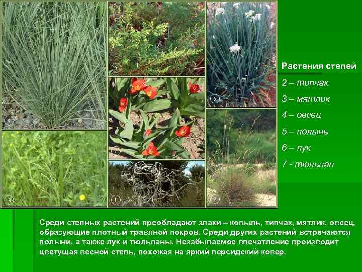      Растения степей     2 – типчак