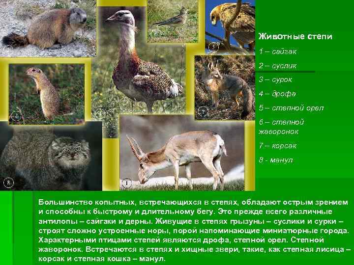      Животные степи     1 – сайгак