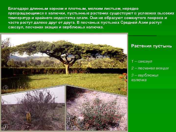 Благодаря длинным корням и плотным, мелким листьям, нередко превращающимся в колючки, пустынные растения существуют