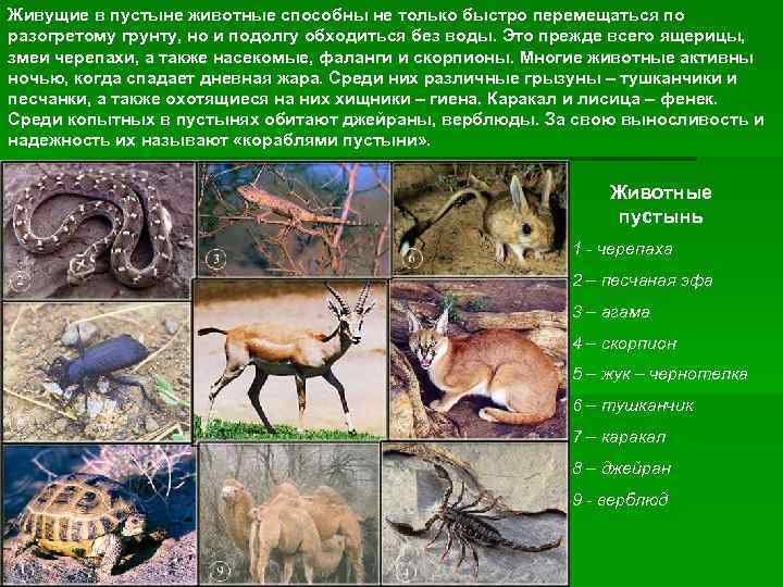 Живущие в пустыне животные способны не только быстро перемещаться по разогретому грунту, но и