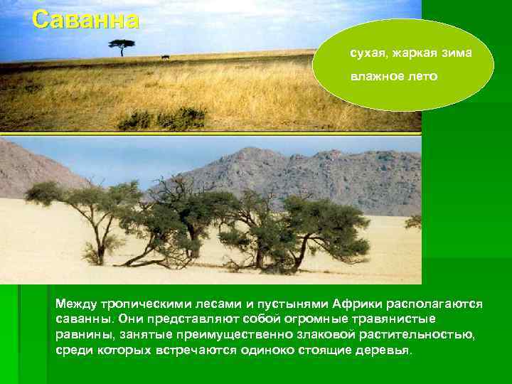 Саванна       сухая, жаркая зима    