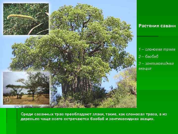     Растения саванн      1 –
