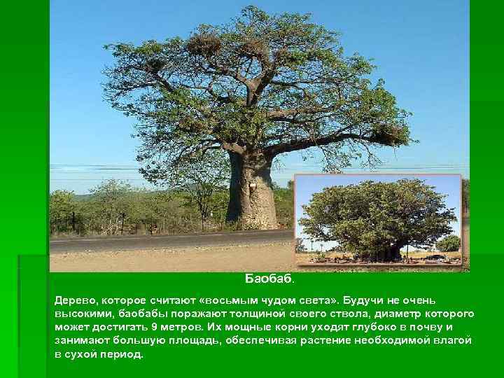      Баобаб. Дерево, которое считают «восьмым чудом света» . Будучи