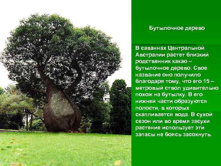   Бутылочное дерево  В саваннах Центральной Австралии растет близкий родственник какао –