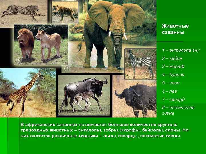      Животные     саванны   