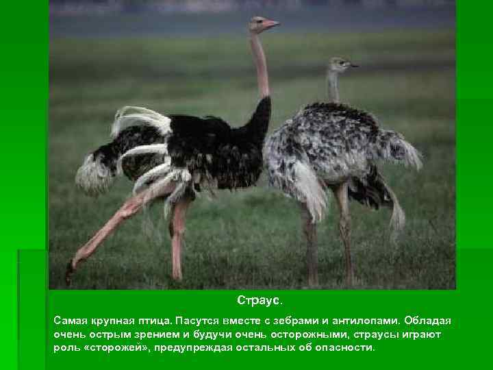      Страус. Самая крупная птица. Пасутся вместе с зебрами и