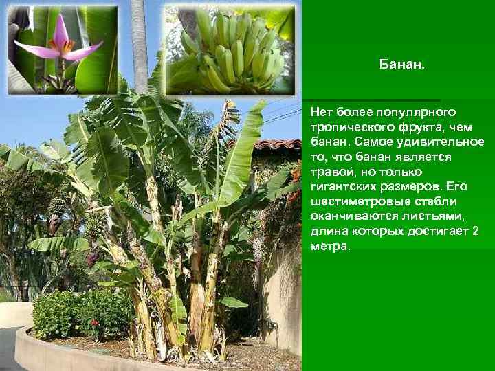    Банан.  Нет более популярного тропического фрукта, чем банан. Самое удивительное