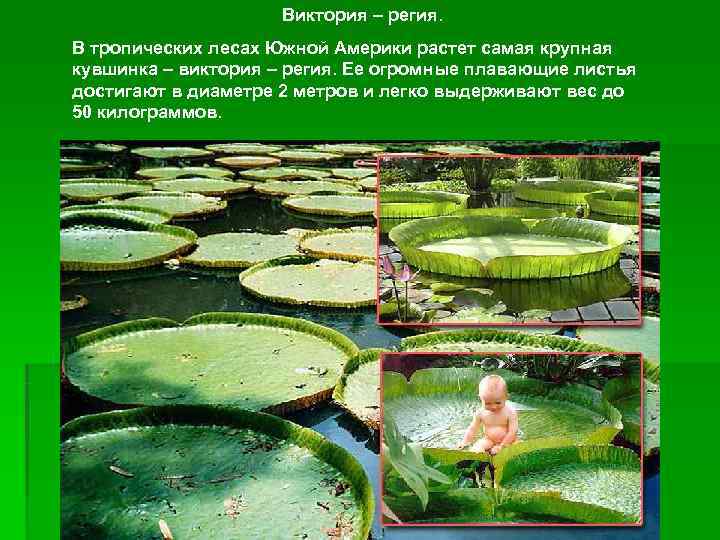      Виктория – регия. В тропических лесах Южной Америки растет