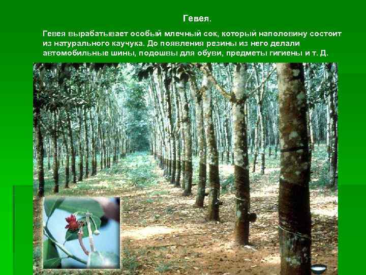      Гевея вырабатывает особый млечный сок, который наполовину состоит из