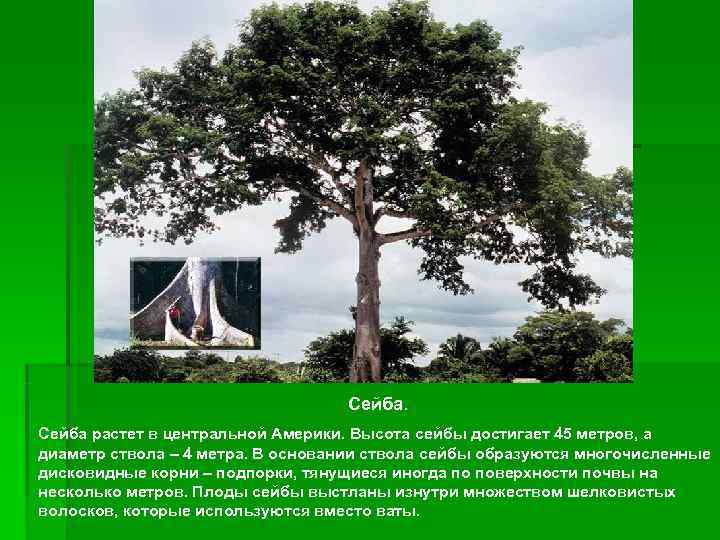       Сейба растет в центральной Америки. Высота сейбы достигает