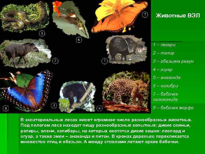      Животные ВЭЛ     1 – пекари