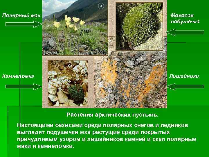 Полярный мак       Моховая     подушечка