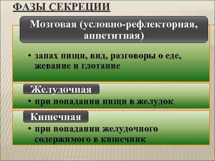 ФАЗЫ СЕКРЕЦИИ  Мозговая (условно-рефлекторная,    аппетитная)  • запах пищи, вид,