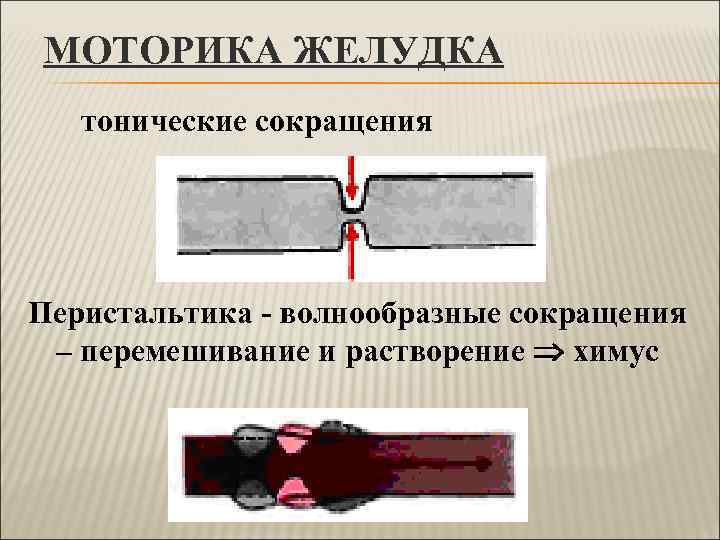 МОТОРИКА ЖЕЛУДКА  тонические сокращения Перистальтика - волнообразные сокращения  – перемешивание и растворение