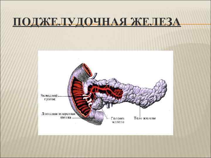 ПОДЖЕЛУДОЧНАЯ ЖЕЛЕЗА 
