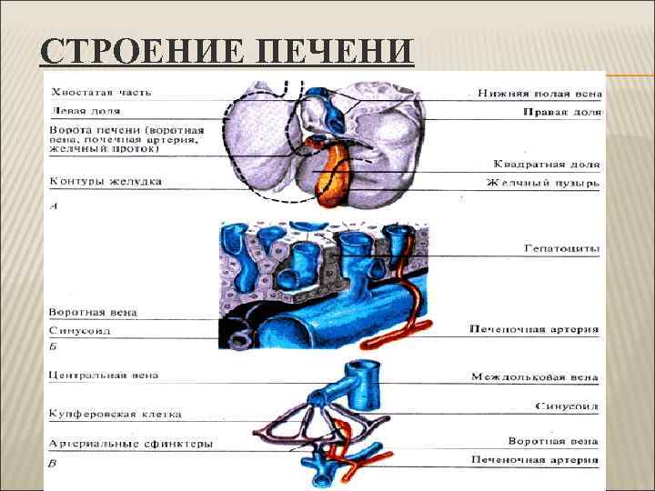 СТРОЕНИЕ ПЕЧЕНИ 