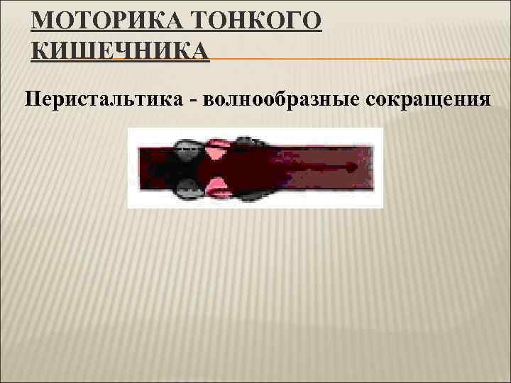 МОТОРИКА ТОНКОГО КИШЕЧНИКА Перистальтика - волнообразные сокращения 