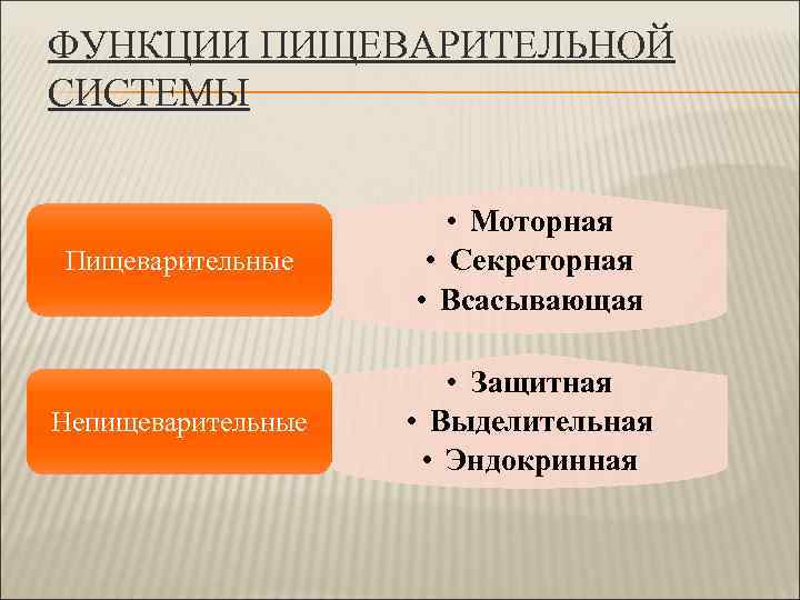 ФУНКЦИИ ПИЩЕВАРИТЕЛЬНОЙ СИСТЕМЫ      • Моторная Пищеварительные  • Секреторная