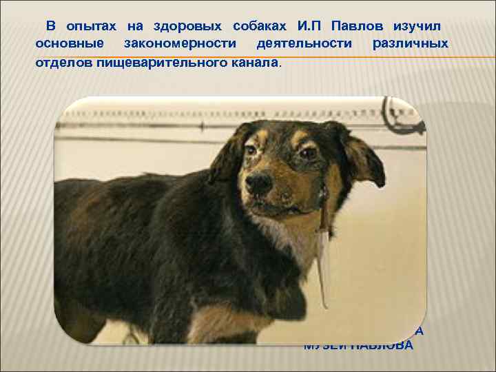  В опытах на здоровых собаках И. П Павлов изучил основные закономерности деятельности различных