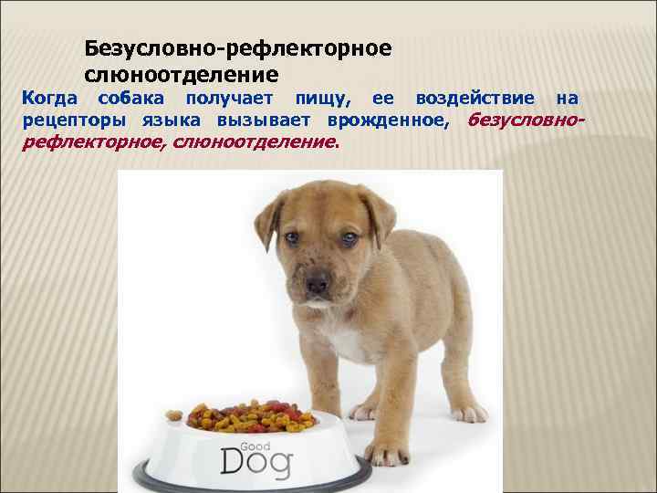  Безусловно-рефлекторное  слюноотделение Когда собака получает пищу,  ее воздействие на рецепторы языка