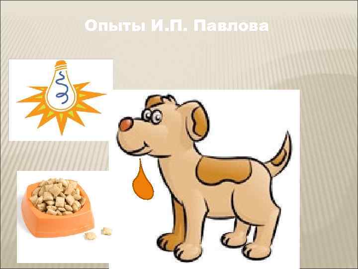 Опыты И. П. Павлова 