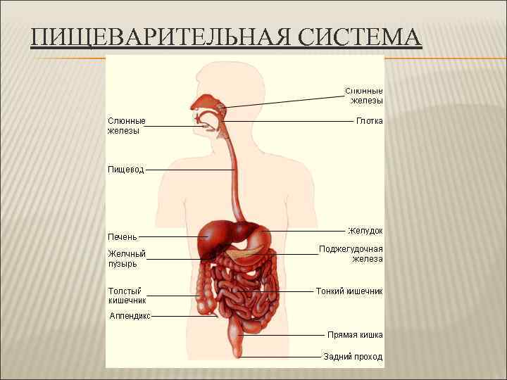 ПИЩЕВАРИТЕЛЬНАЯ СИСТЕМА 