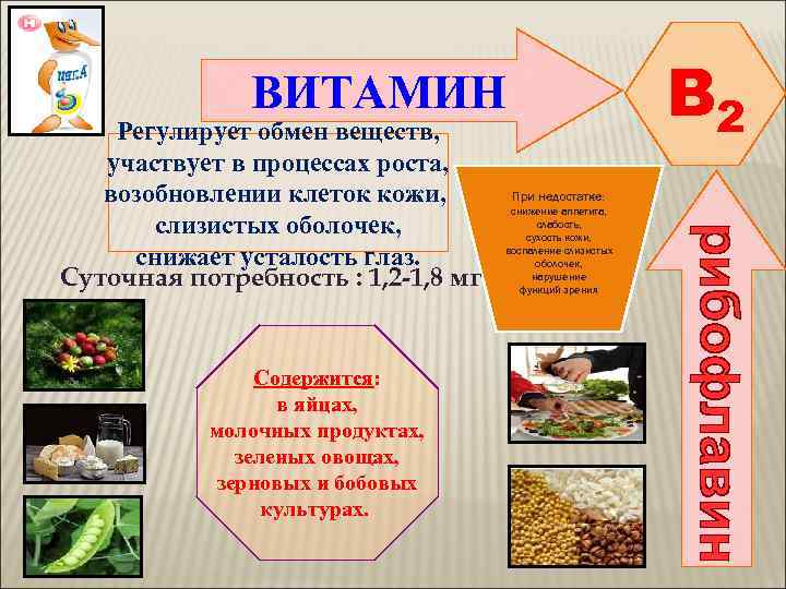    ВИТАМИН Регулирует обмен веществ,      B 2