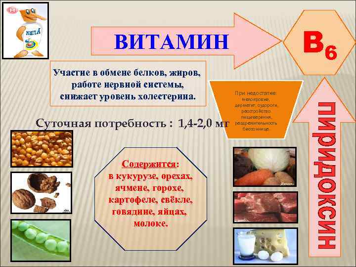    ВИТАМИН       B 6  Участие