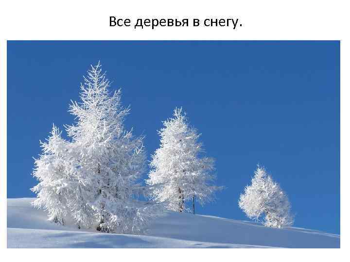 Все деревья в снегу. 