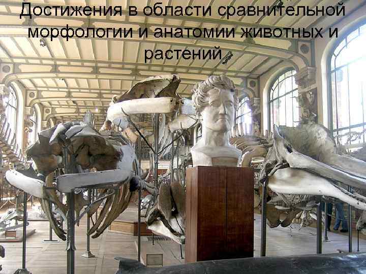 Достижения в области сравнительной морфологии и анатомии животных и   растений 