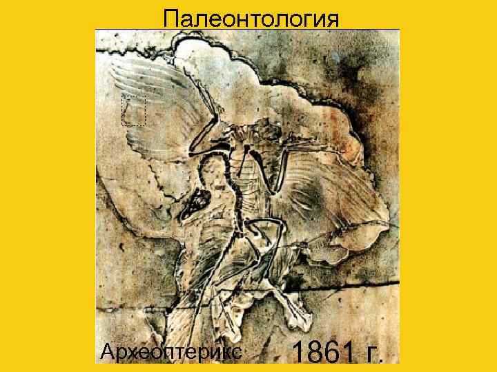  Палеонтология Археоптерикс  1861 г. 
