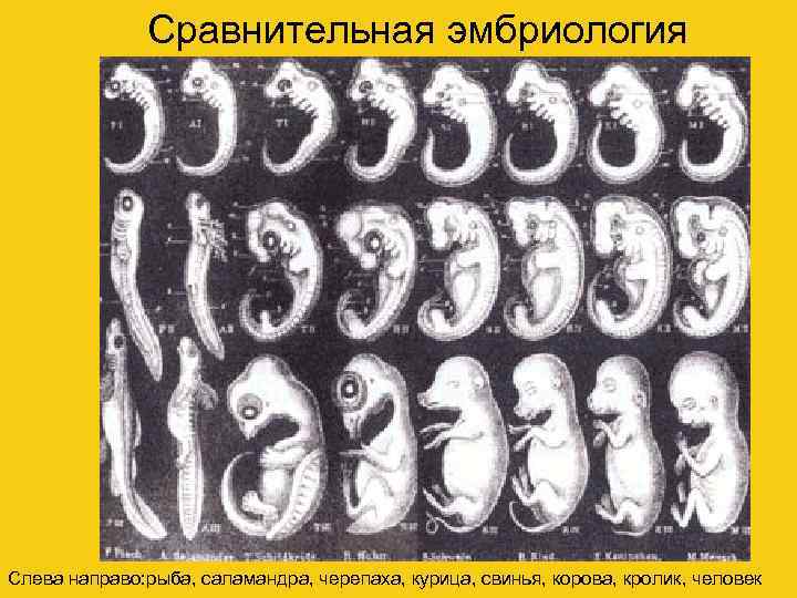    Сравнительная эмбриология Слева направо: рыба, саламандра, черепаха, курица, свинья, корова, кролик,