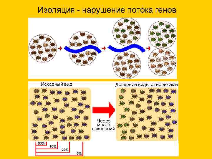 Изоляция - нарушение потока генов Исходный вид    Дочерние виды с гибридами