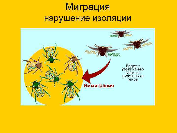   Миграция нарушение изоляции      Ведет к  