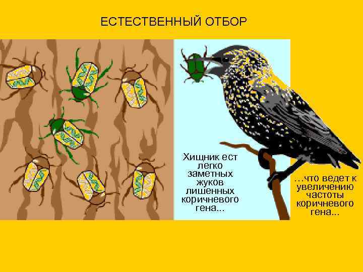 ЕСТЕСТВЕННЫЙ ОТБОР   Хищник ест   легко  заметных …что ведет к